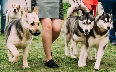 £11,000 for dog bite victim