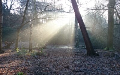 Compensation for life changing injuries caused by falling tree