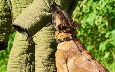 Delivery driver bitten by dog receives compensation